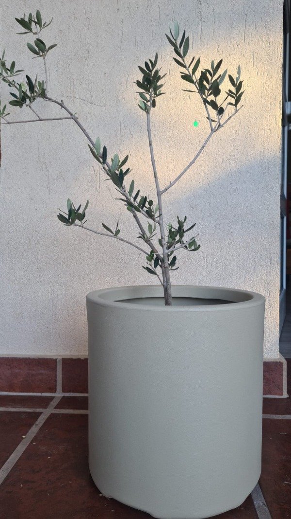 Producto - Olivo