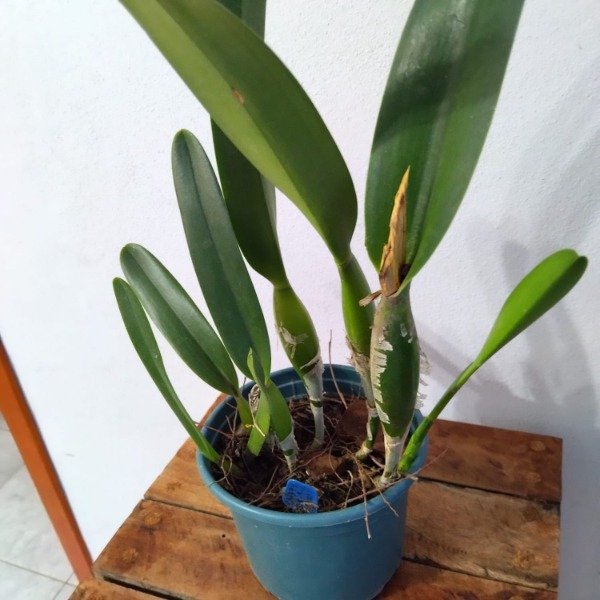 Producto - Laelia Purpurata Rubra x Self - 2