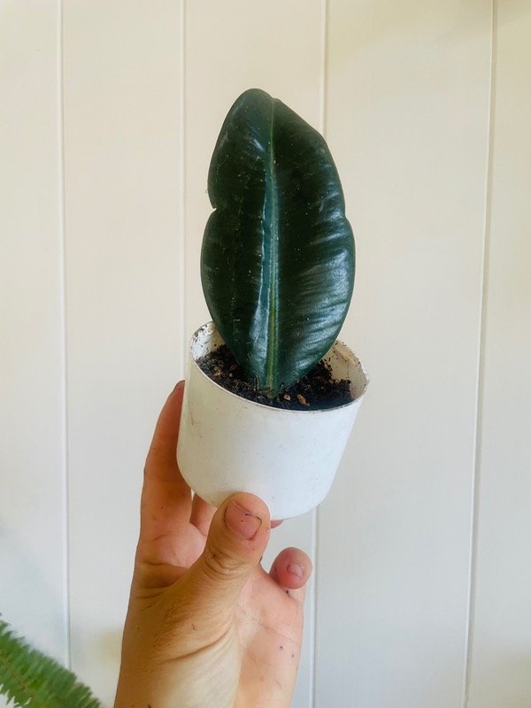 Producto - Gomero mini