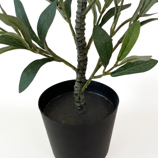 Producto - Olivo Mediterráneo - 60cm - 5