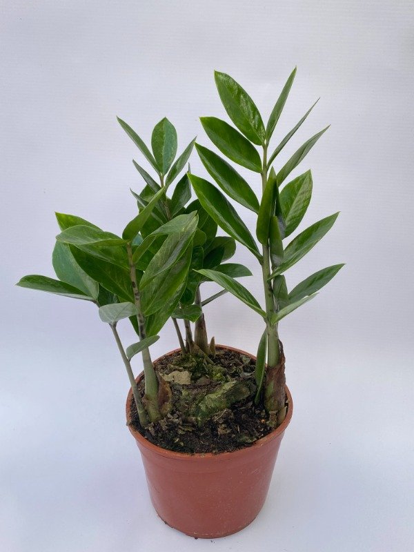 Producto - zamioculca zamiifolia en  maceta N15