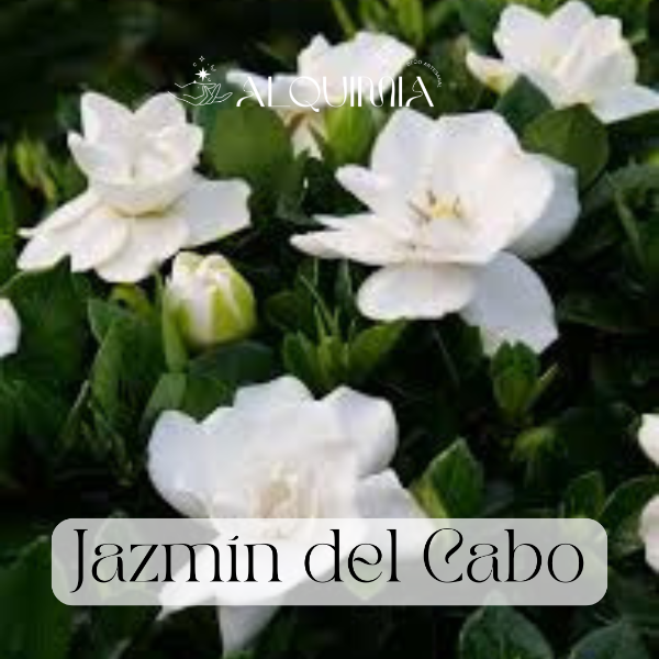 Producto - Jazmín del Cabo (B)