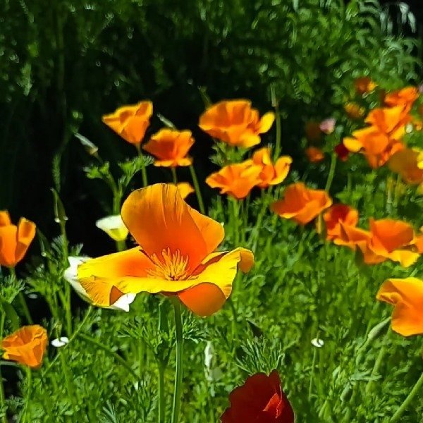 Producto - Amapola de california - Eschscholzia californica