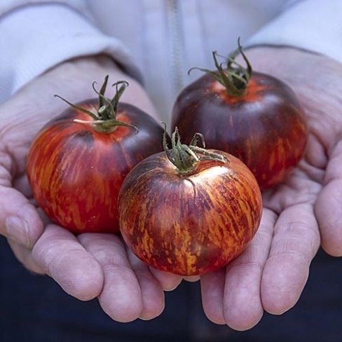 Producto - 150 SEMILLAS DE TOMATE KONIGIN DER NATCH
