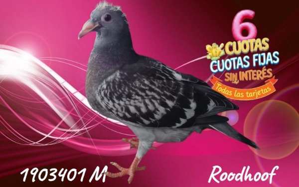 Producto - 1903401  M ROODHOOFT