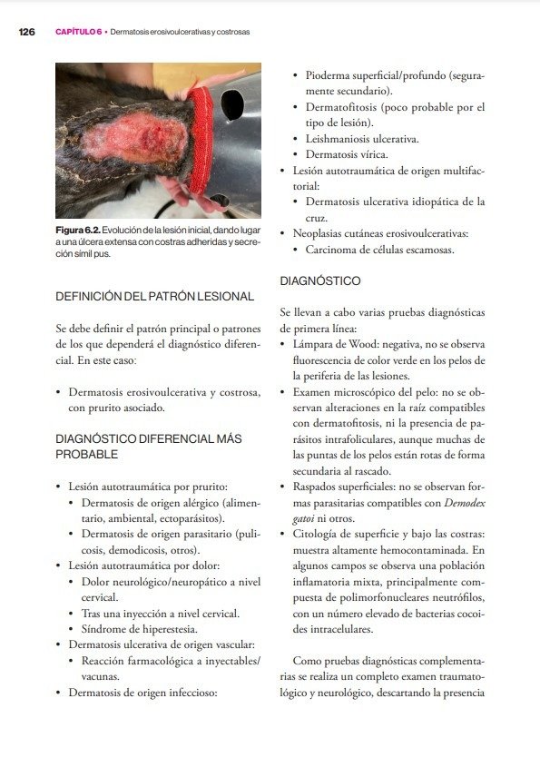 Producto - Carrasco: Dermatología Felina Basada en Patrones Dermatológicos - 3