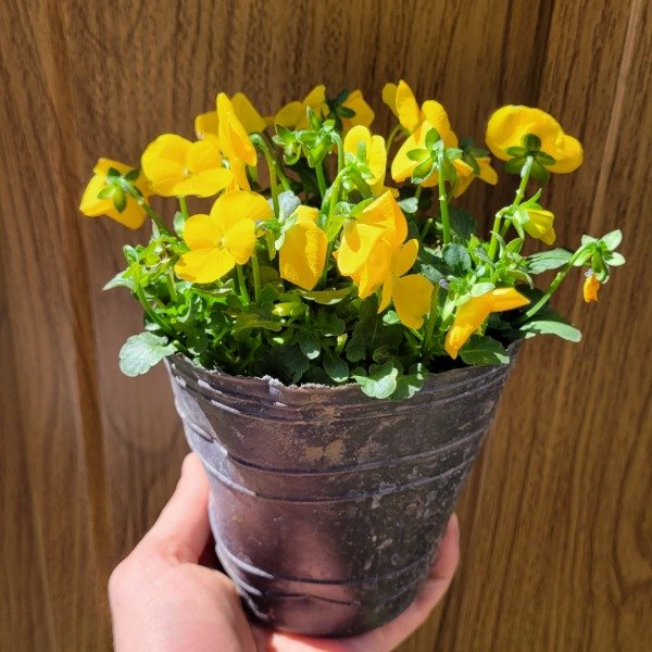 Producto - Viola