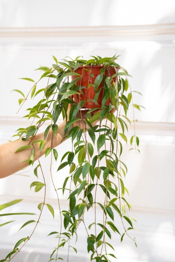 Producto - Columnea Codonante
