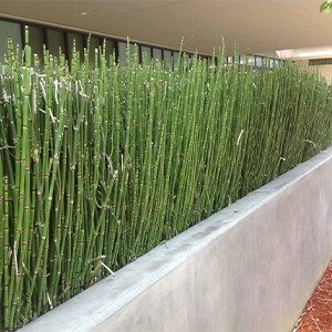 Producto - Equisetum
