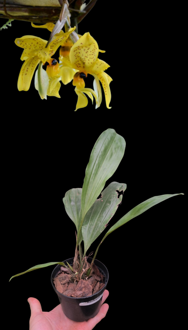 Producto - Stanhopea Wardii