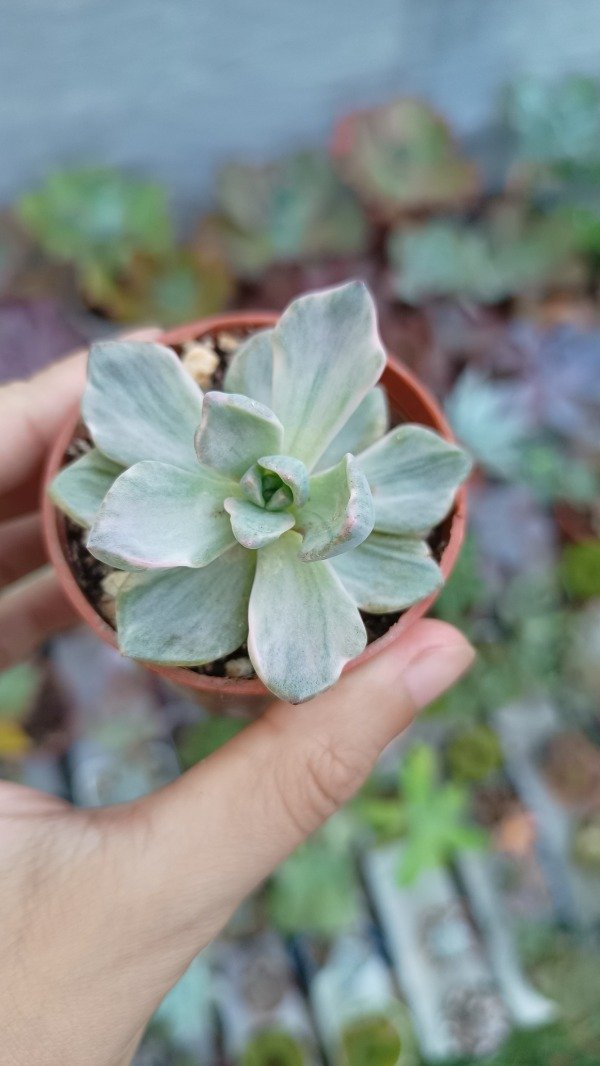 Producto - Echeveria Mr Richard Variegada