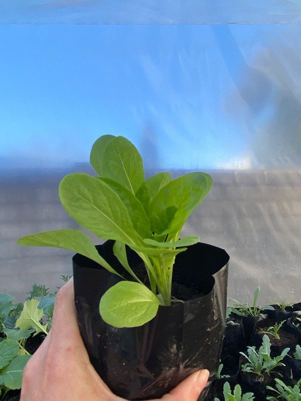 Producto - Plantines agroecologicos de lechuga criolla