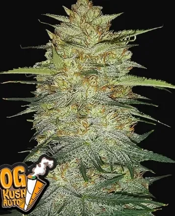 Producto - Original OG Kush Auto 3+2 - Fast Bud Seeds