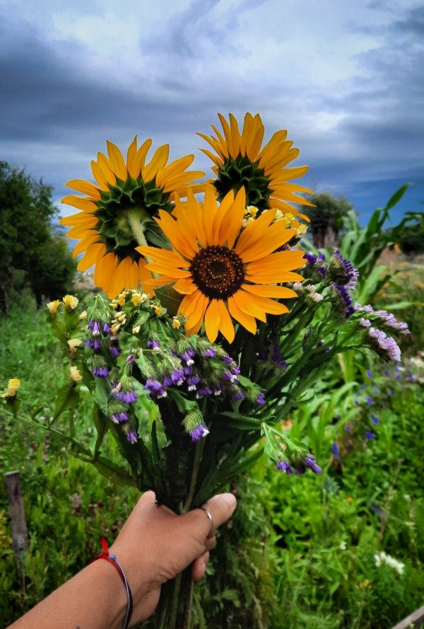 Producto - Girasol Ornamental