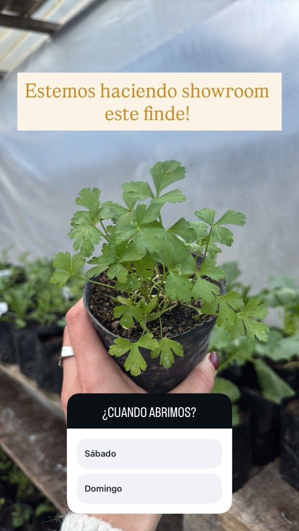 Producto - Plantines de perejil