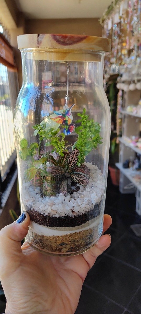 Producto - Terrario Latte con tapa de madera y colibrí
