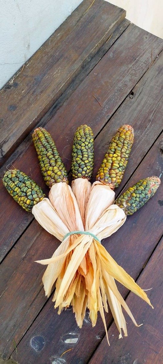 Producto - Semillas de Maiz verde de oaxaca