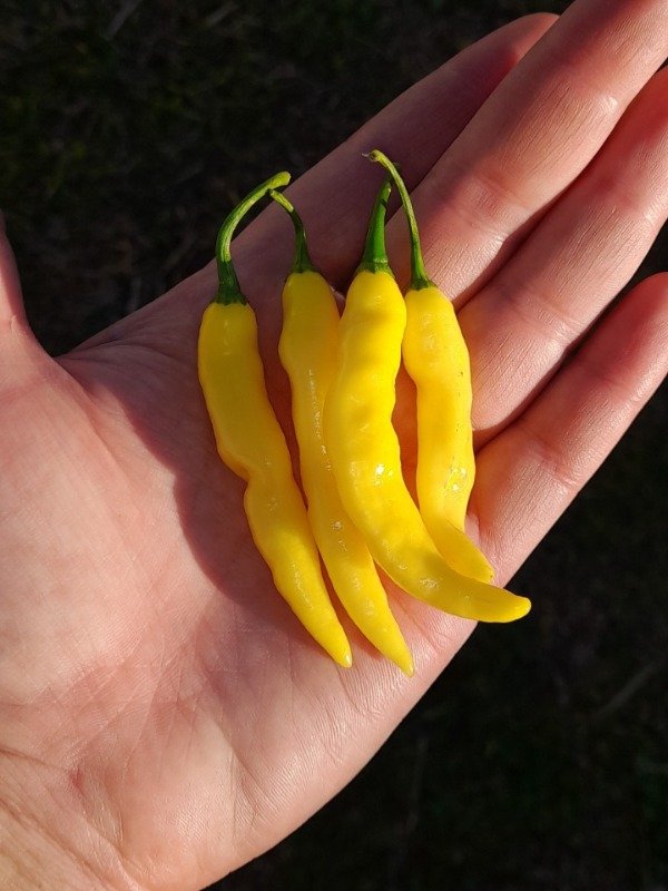 Producto - 10 Semillas de Pimenta Murupí Amarela - 1