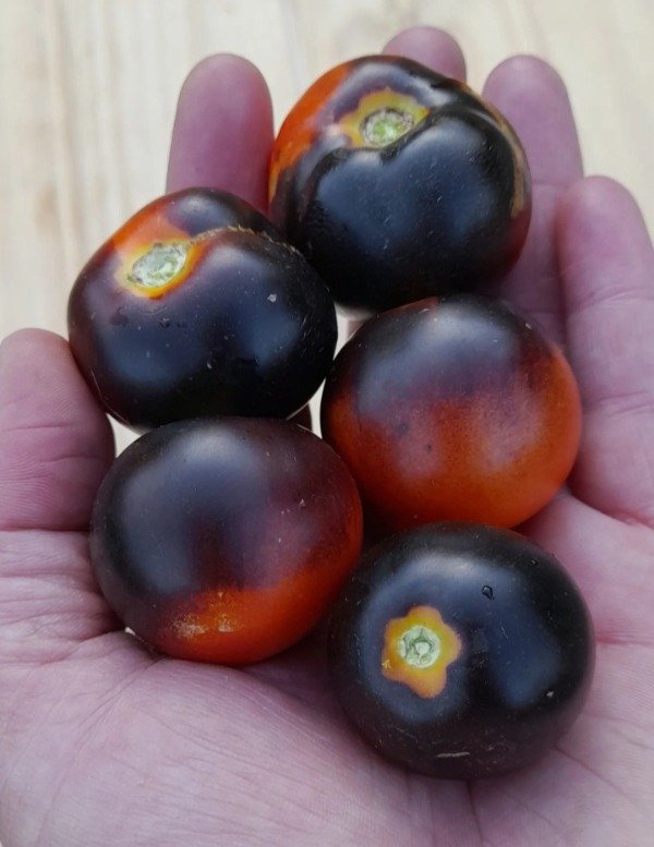 Producto - 15 Semillas De Tomate Microenano Blaue Zimmer