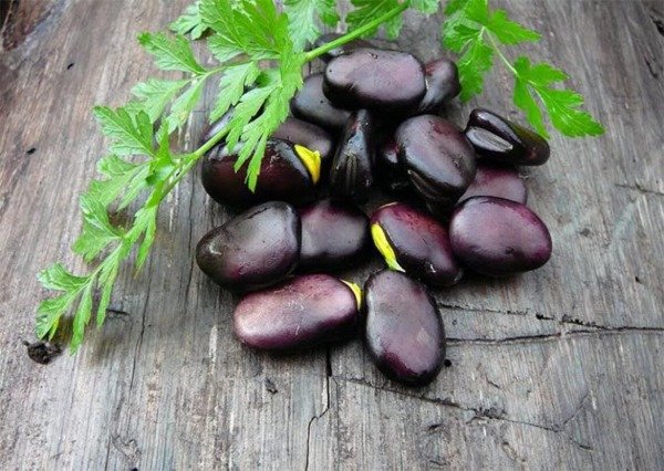 Producto - Haba, Extra Precoce A Grano Violetto