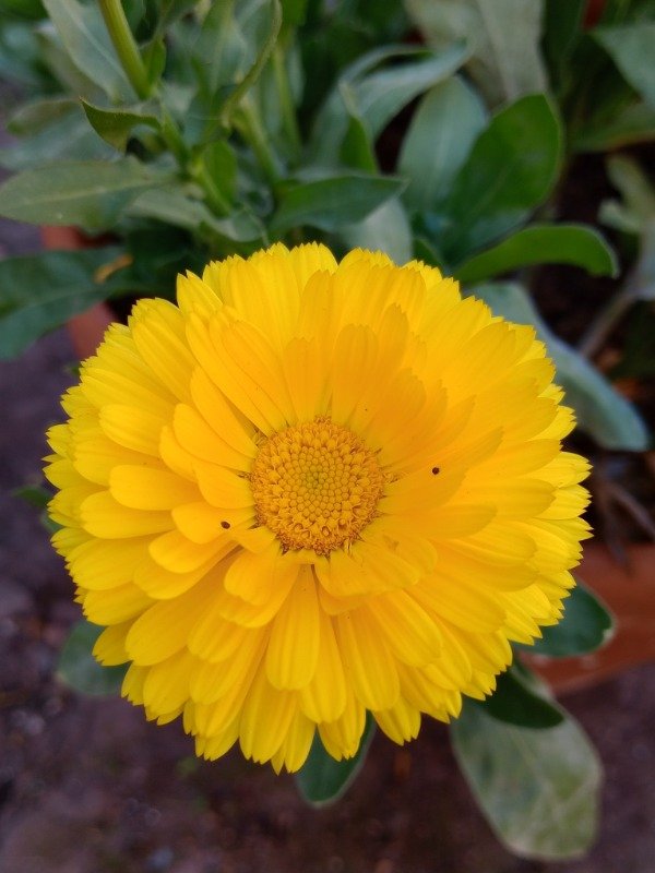 Producto - Semillas de Calendula - 1