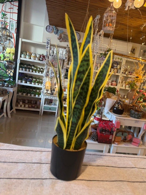 Producto - Planta Sanseviera 52cm (Efectivo: 66.000 )