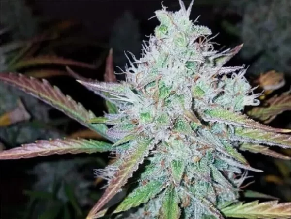 Producto - Cream Mandarine Auto x1