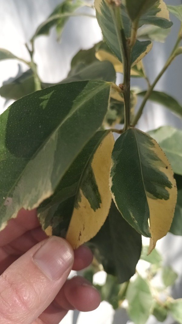 Producto - Limonero Variegado - 4