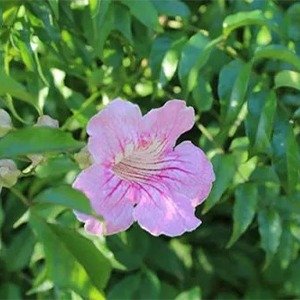 Producto - Podranea ricasoliana (Bignonia rosada)