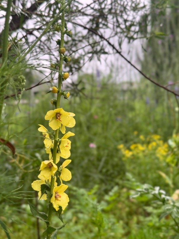 Producto - VERBASCUM THAPSUS