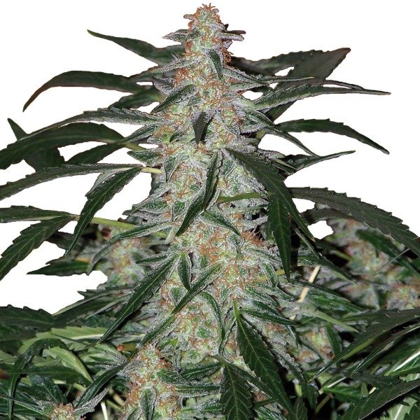 Producto - Deimos Auto x 3 - Buddha Seeds