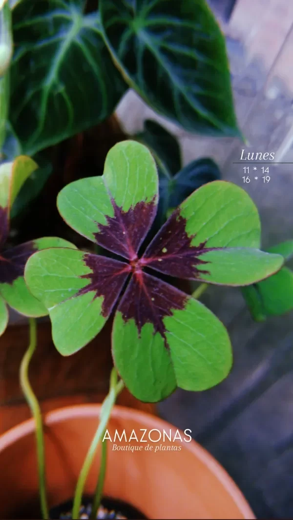 Producto - OXALIS TETRAPHYLLA