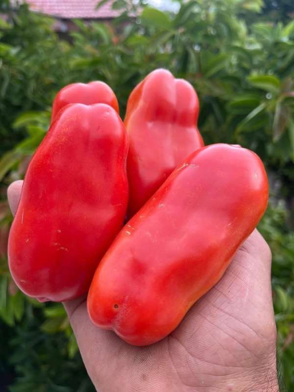 Producto - SEMILLAS DE TOMATE SAN MARZANO SUPER SAN MARZANO