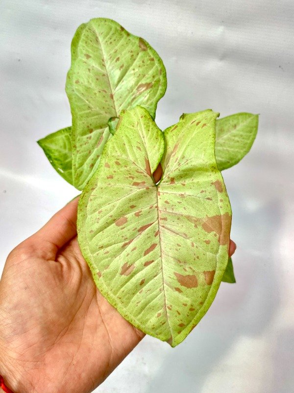 Producto - Syngonium Milk Confeti en maceta N15