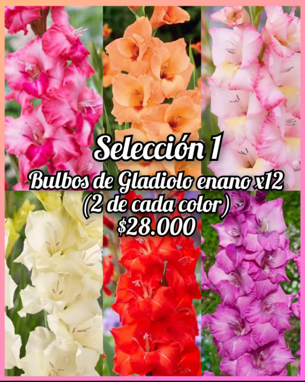 Producto - 12 bulbos de Gladiolos enanos seleccion 1