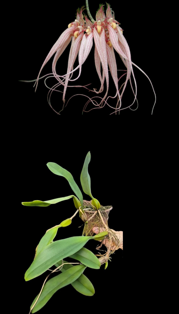 Producto - Bulbophyllum Louis Sander