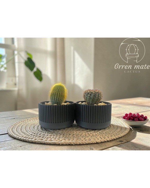 Producto - Gemelos Dorados