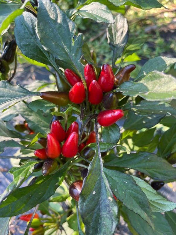 Producto - SEMILLAS DE AJI PICANTE MUTANT PURLE