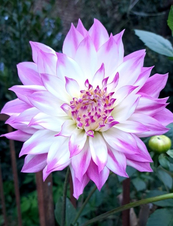 Producto - DAHLIA FERNCLIFF ILUSION