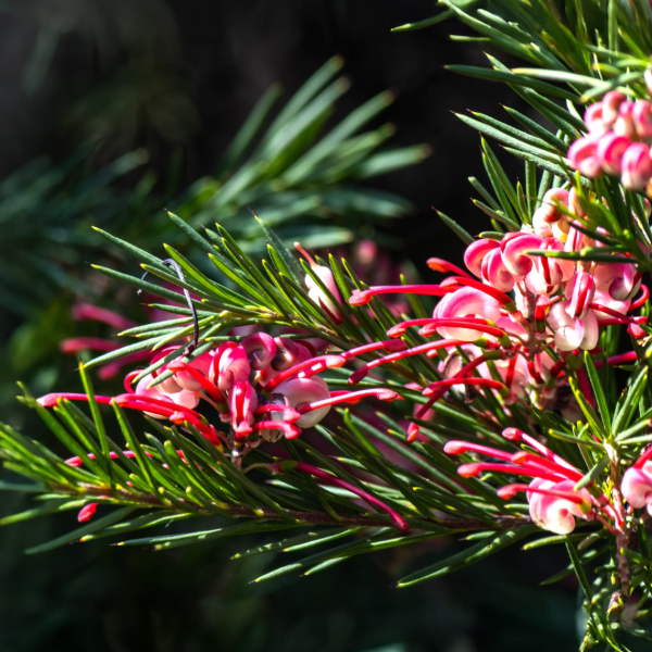 Producto - Grevillea juniperina