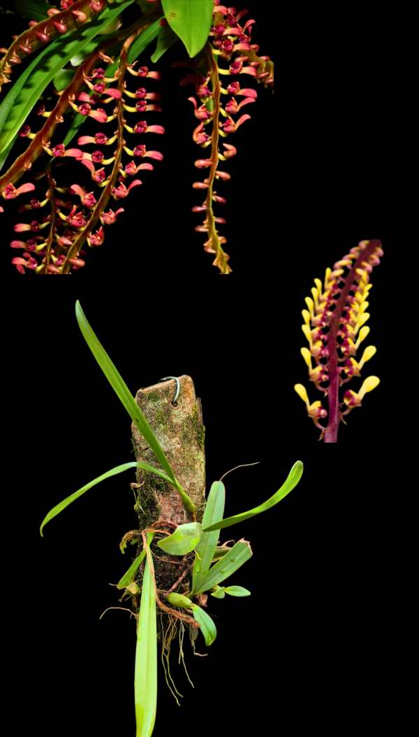 Producto - Bulbophyllum Velutinum