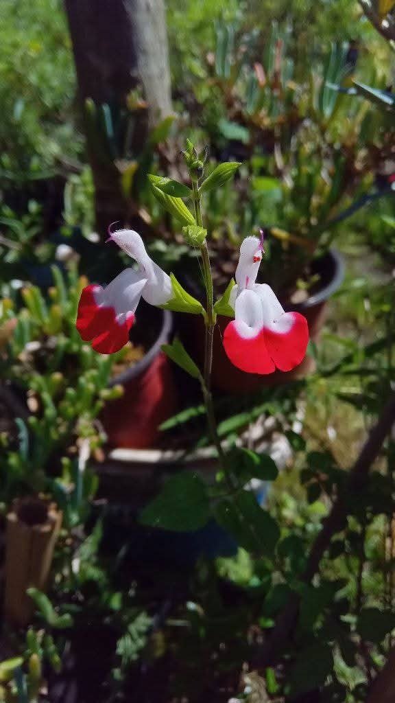 Producto - Salvia bicolor - 0