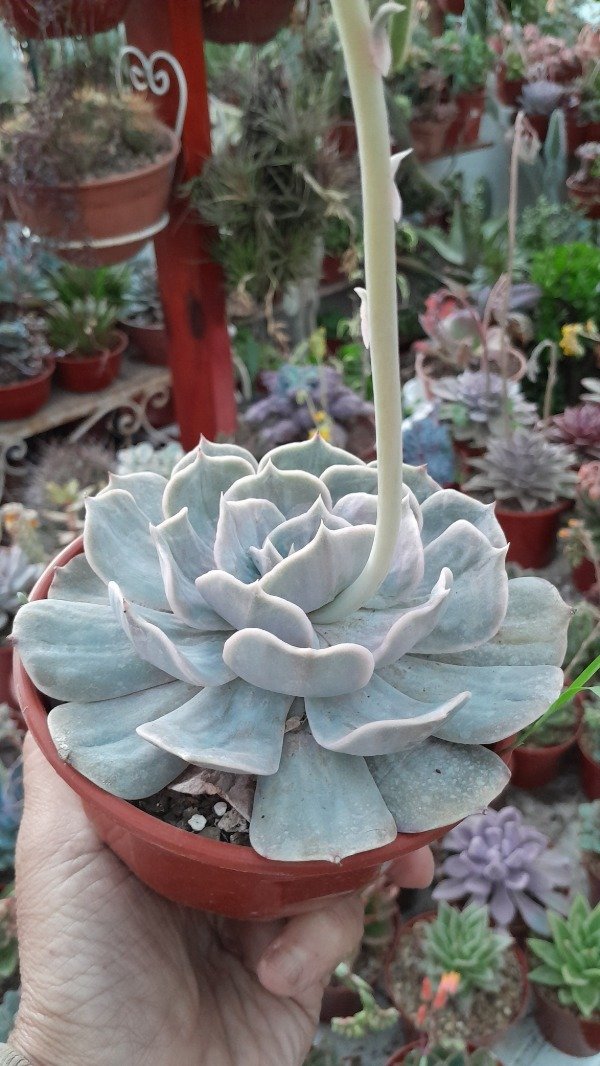 Producto - Echeveria Marble