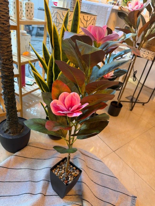 Producto - Planta Magnolia 86cm- Rosa (Efectivo: 66.000)