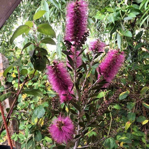 Producto - Limpiatubos Callistemon - 1