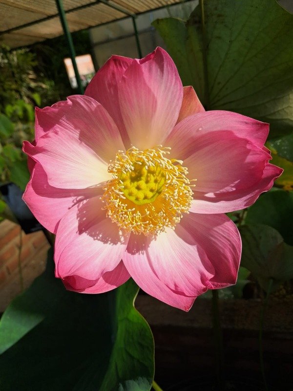 Producto - Nelumbo KAORI (grande)