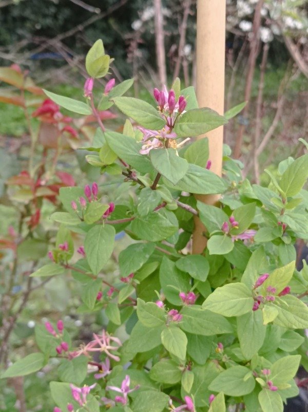 Producto - Lonicera tatarica - 1