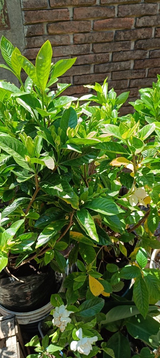 Producto - Jazmín del Cabo