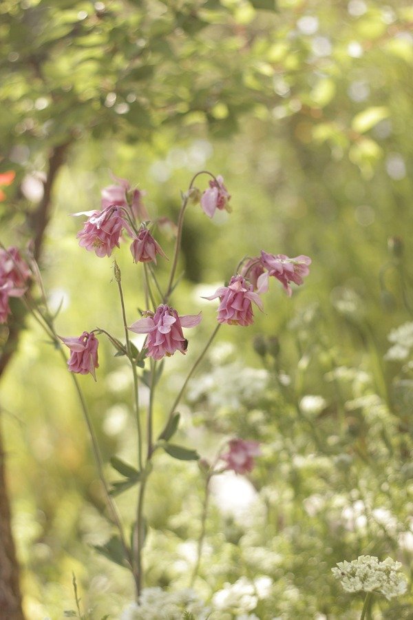Producto - Aquilegia vulgaris - "Columbina Doble Rosada" - 1
