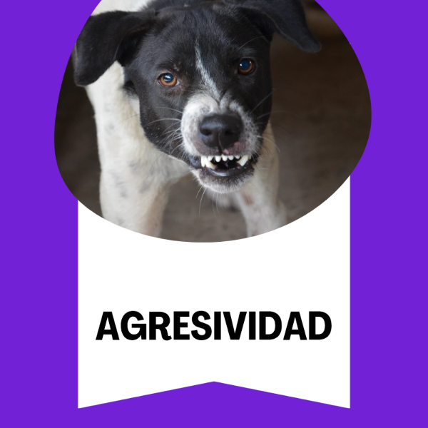 Producto - Agresividad